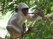 Langur - Pushkar - Inde